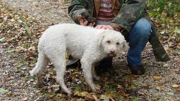 フランス・ビュジェで撮影された白い犬と、採り手が手に持つトリュフ