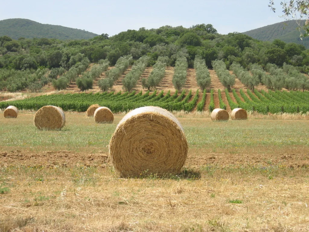 A view of Maremma