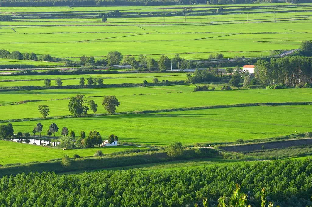A view of Risaie del Po