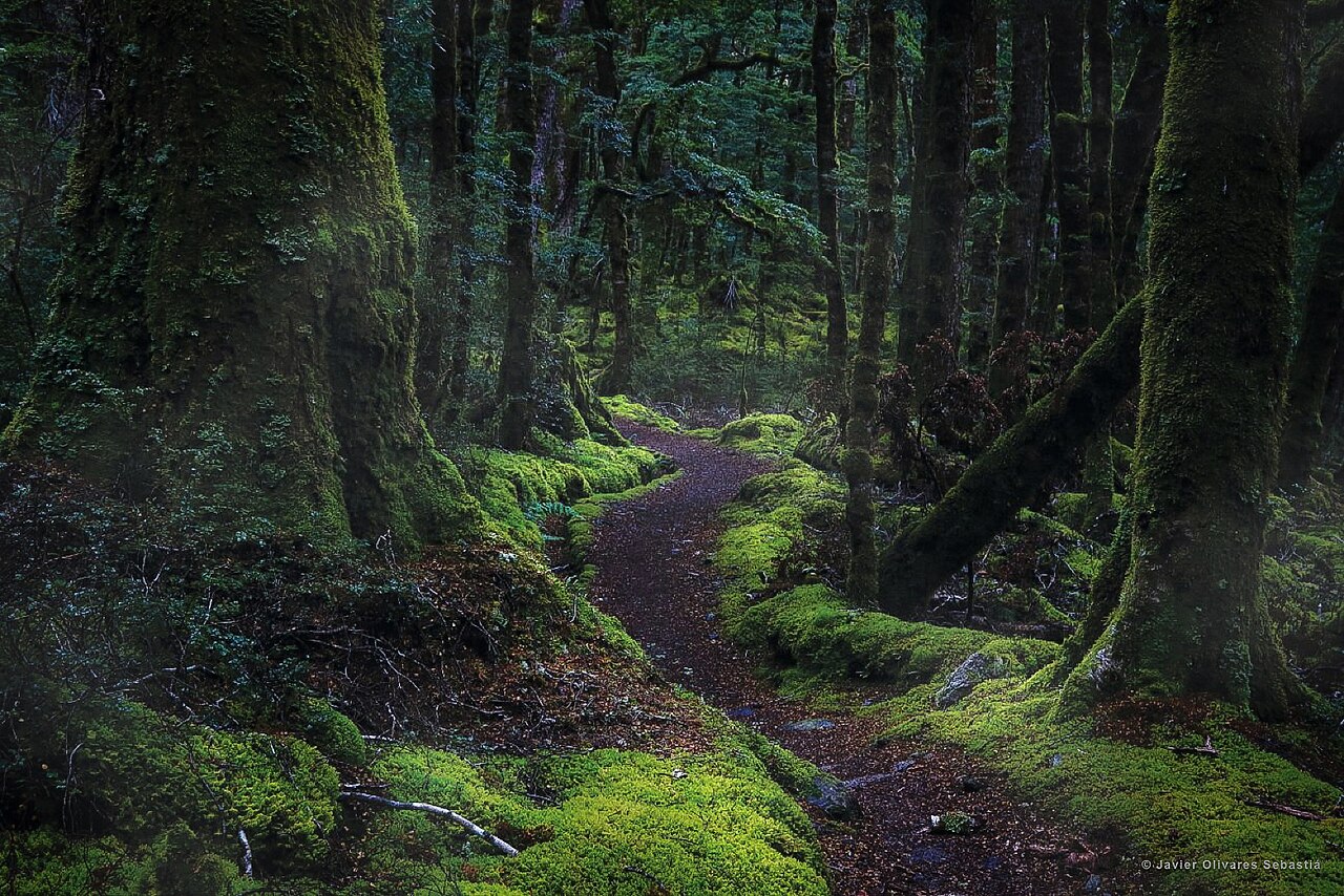 苔に覆われた木々の間を小道が延びるイラティの森